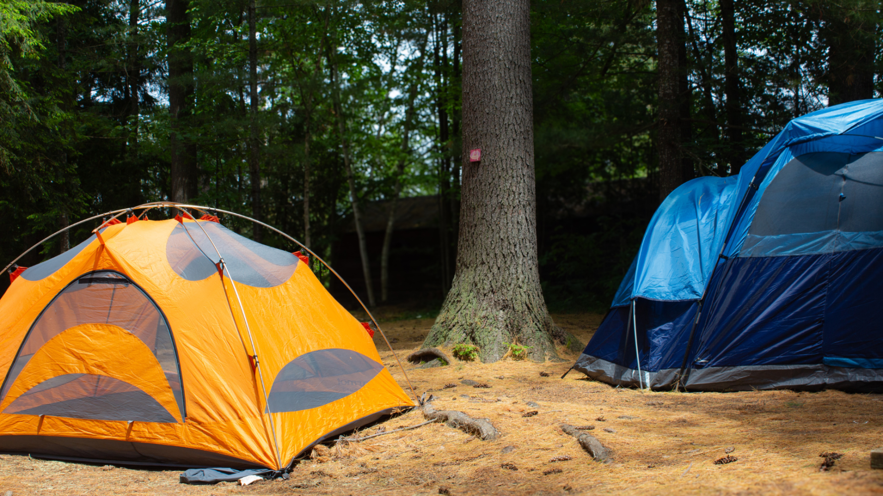 a tent in a forest